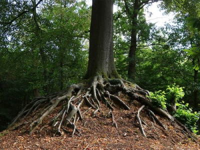 12. Дерево Богоматери из Люммена (Lummen), Бельгия.jpg