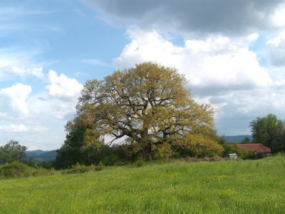 13. Почтенный турецкий дуб возле деревни Рани луг, Болгария.jpg