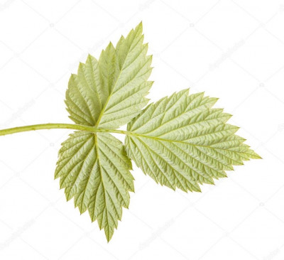 depositphotos_108905442-stock-photo-raspberry-leaves-isolated-on-white.jpg