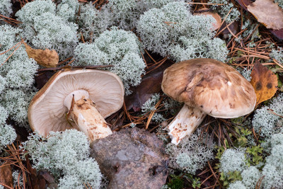 Tricholoma-matsutake-2015-09-08-IMG_8458-Tatiana-Bulyonkova.jpg