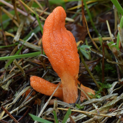 cordyceps_militaris5.jpg