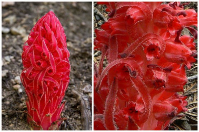 Snow plant.jpg