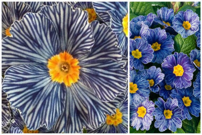 Zebra Blue Primrose.jpg