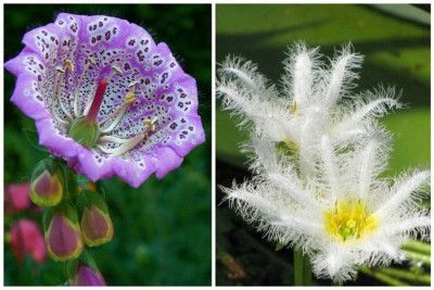 Наперстянка и белая бархатная лилия.jpg