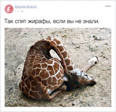 так спят жирафы.jpg