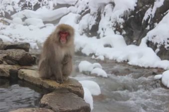 Snow-Monkey-Park-.jpg