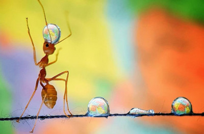 Фотографу потребовалось четыре часа, чтобы поймать в кадр муравья, несущего капли воды, которые рассыпались по нити..jpg