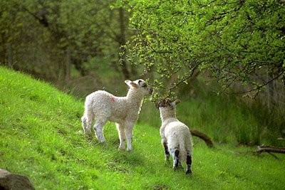 Ireland_spring.jpg