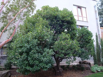 im344-640px-Arbutus_unedo_in_Partenit.jpg