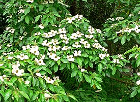 275px-Cornus_capitata_2.jpg