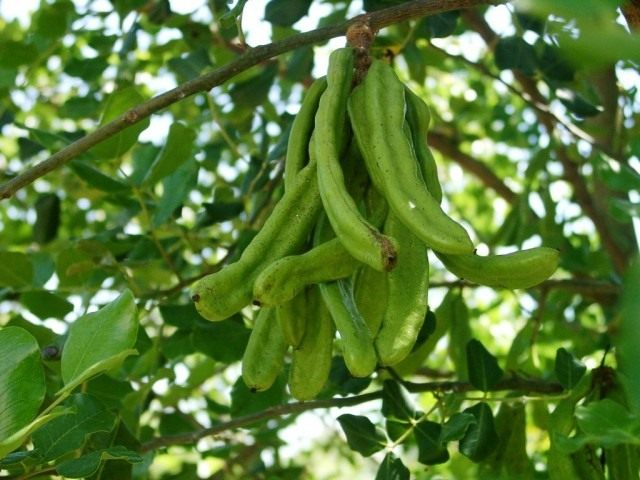 Carob-tree1-640x480.jpg