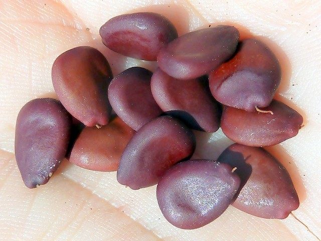 ceratonia-siliqu-seeds-640x481.jpg