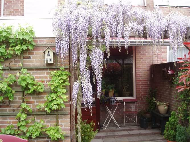 75585665_Wisteria_3.jpg