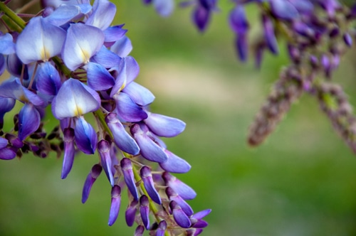 dsc_2039-wisteria-bloom.jpg