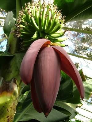 Цвет банана2.jpg