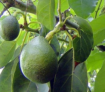 Авокадо плоды.JPG