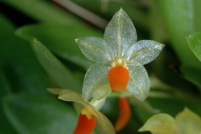6 Полупрозрачные лепестки этой орхидеи, толщиной всего в одну клетку, резко контрастируют с яркой губой.png