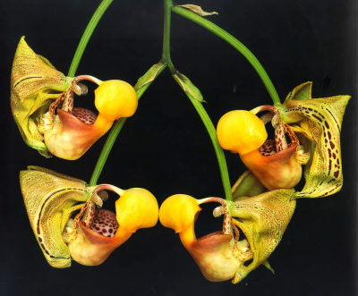7 Кориантес - орхидея, споившая не одну пчелу).png