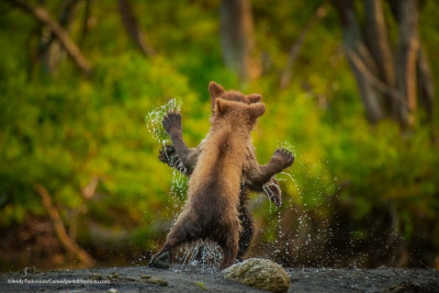 comedy-wildlife-konkurs-samykh-zabavnykh-fotografij-dikoj-prirody_large (1).jpg