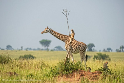 comedy-wildlife-konkurs-samykh-zabavnykh-fotografij-dikoj-prirody_large.jpg