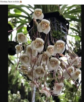 орхидея.JPG
