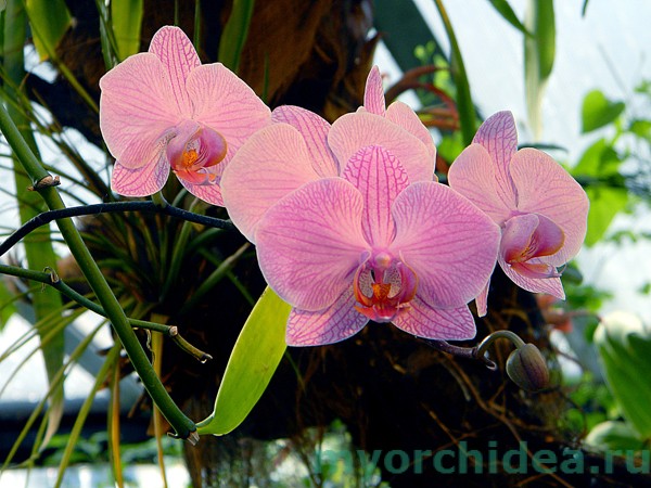 Phalaenopsis-rosea_01_01.jpg