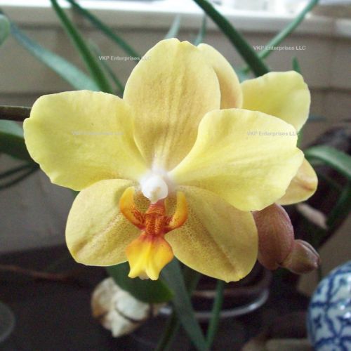 Yellow-font-b-Phalaenopsis-b-font-font-b-Moth-b-font-font-b-Orchid-b-font.jpg