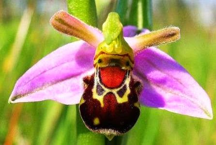 1 Орхидея Смеющийся шмель (Ophrys bomybliflora).jpg
