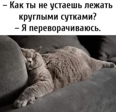 Коты222.JPG