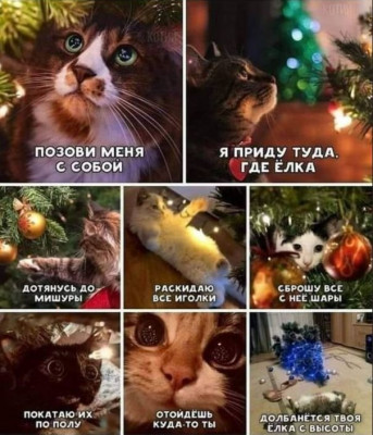 Новогодний Кот.JPG