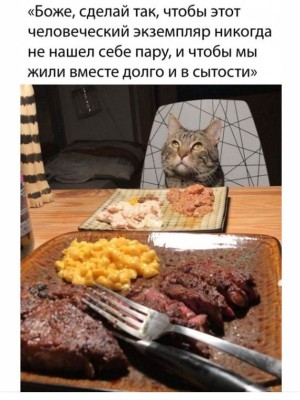 Котовасия.JPG