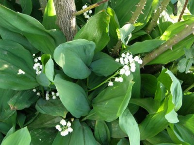 lily-of-the-valley---03.jpg