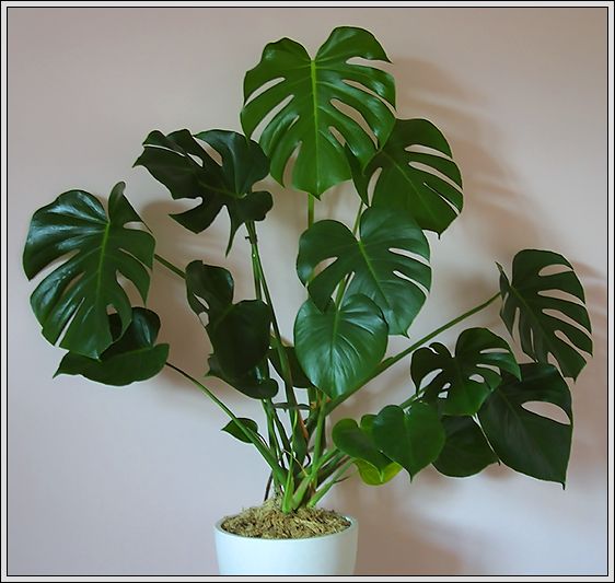 611601_monstera-v-kartinkah.jpg