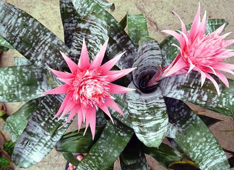 Aechmea-fasciata-1.jpg