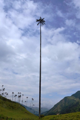 Киндиойская восковая пальма..jpg