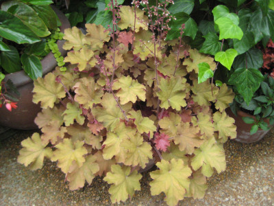 Heuchera_010.jpg