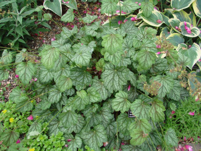 Heuchera_020.jpg