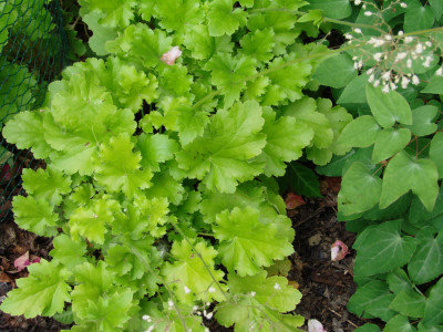 Heuchera_030.jpg