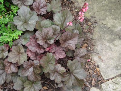 Heuchera_040.jpg