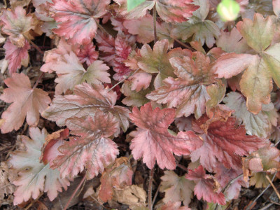 Heuchera_050.jpg