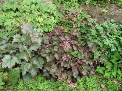 Heuchera_060.jpg